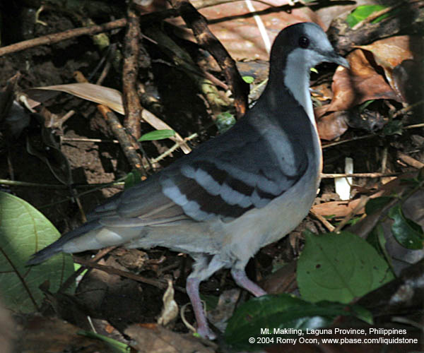 Luzon Bleeding-Heart