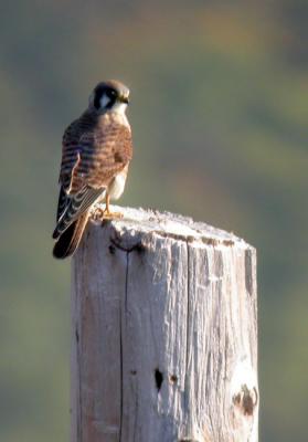 american-kestrel-0482.jpg