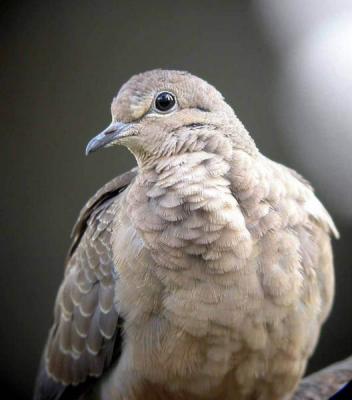 mourning-dove-0437.jpg