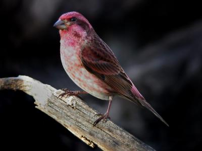 purple-finch-0532.jpg