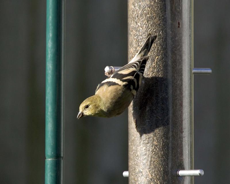 Goldfinch - Feeder 1