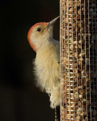 Male Red-Bellied Woodpecker - Feeder 6