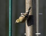 Goldfinch - Feeder 1