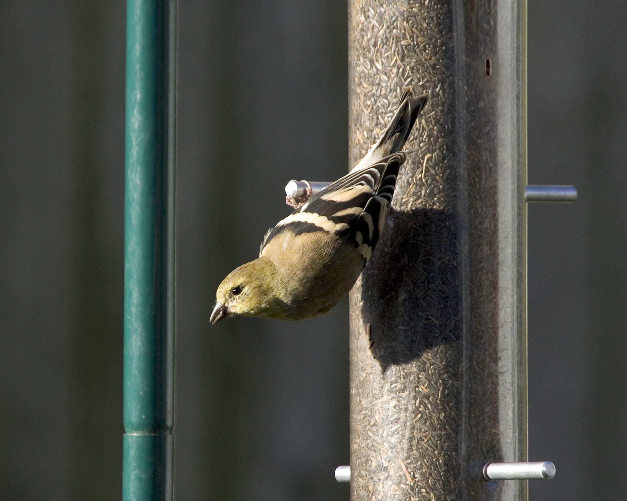Goldfinch - Feeder 1
