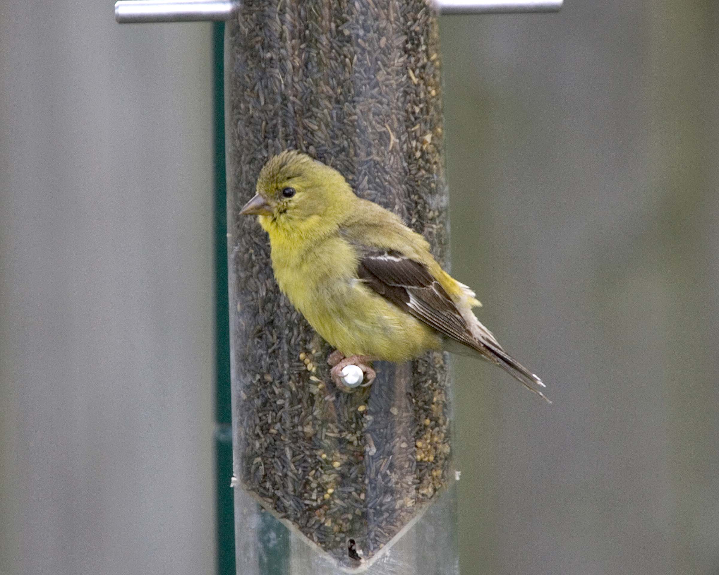 Goldfinch - Feeder 2