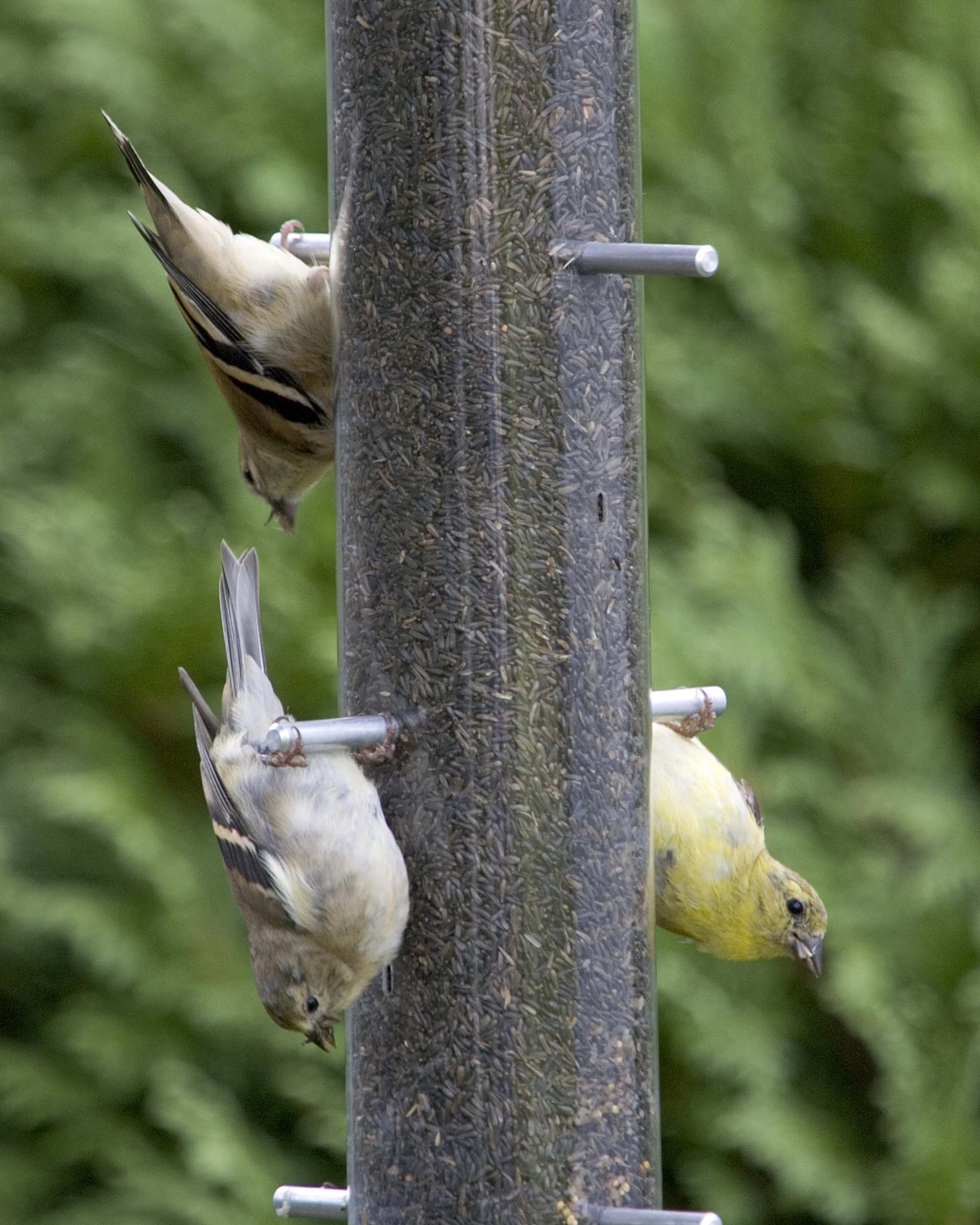 Goldfinch - Feeder 4
