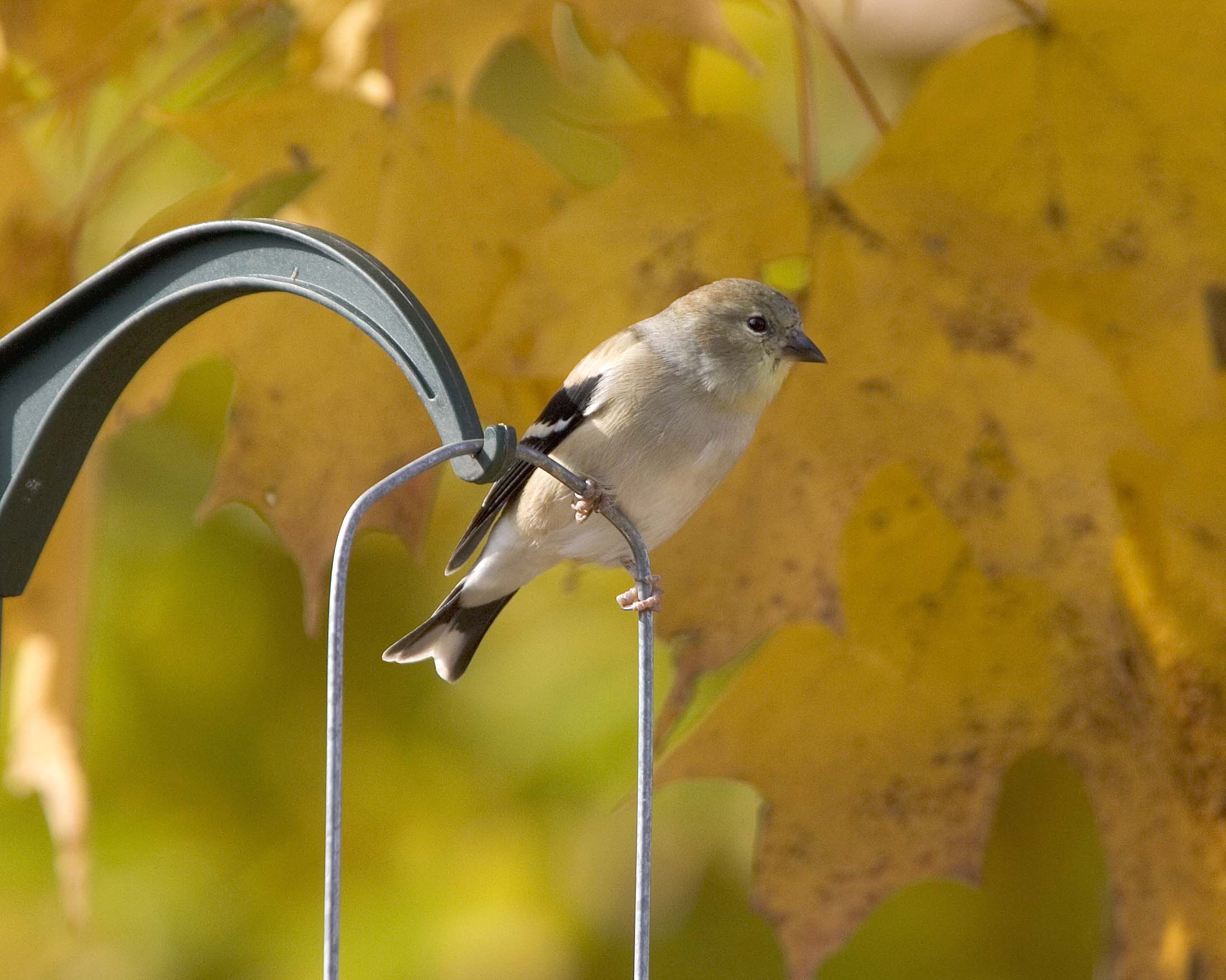 Goldfinch - Post 1