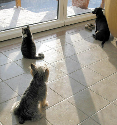 Pets