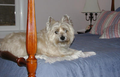 Newt on his bed.