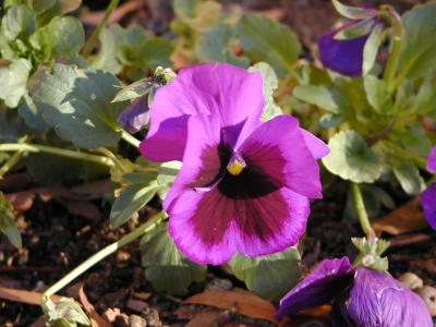 Pansy (lavender)