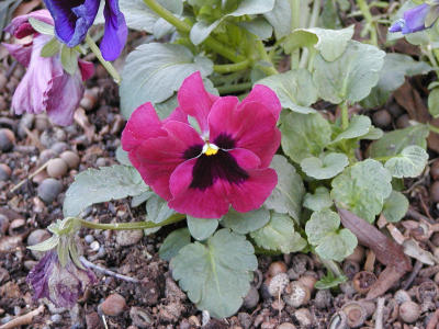 Pansy (purple)