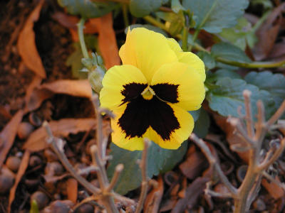 Pansy (yellow)