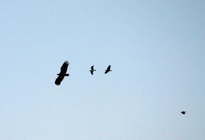 White tailed Eagle on Stockholm