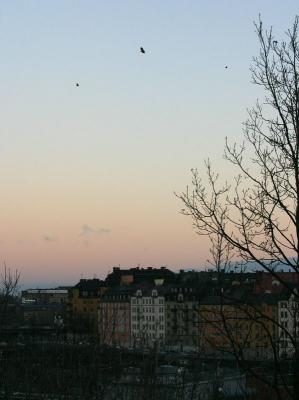 Dec 6: White tailed Eagle over Stockholm