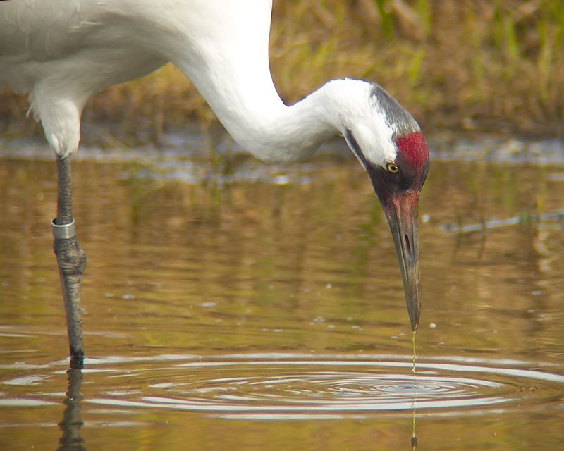 Whooping Crane 2 - ICF