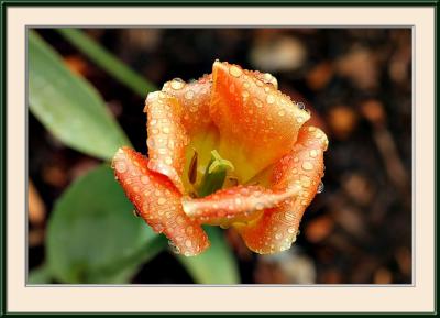 IMG_7029ps{Q}.jpg