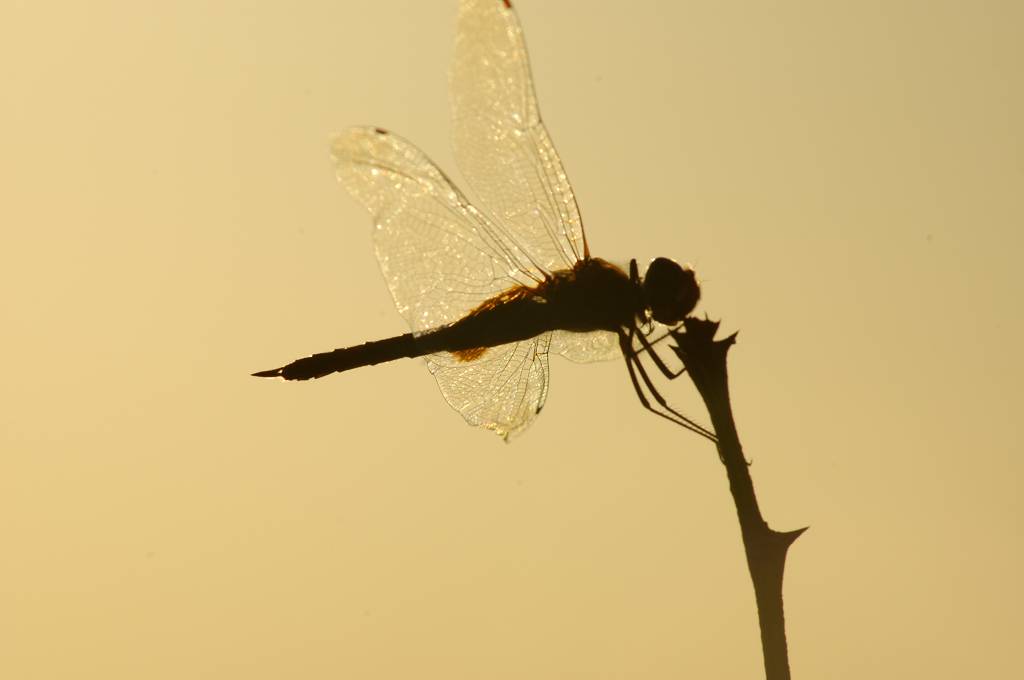 Dragonfly #5