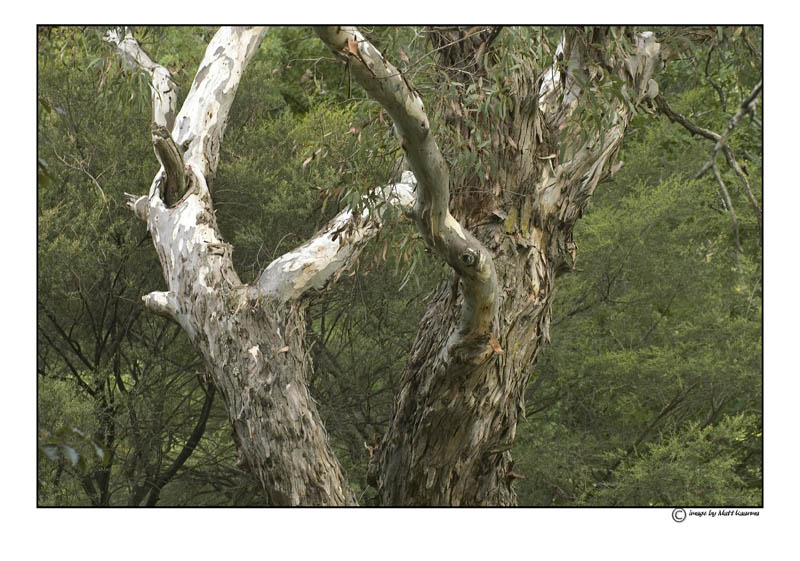 2trees.jpg
