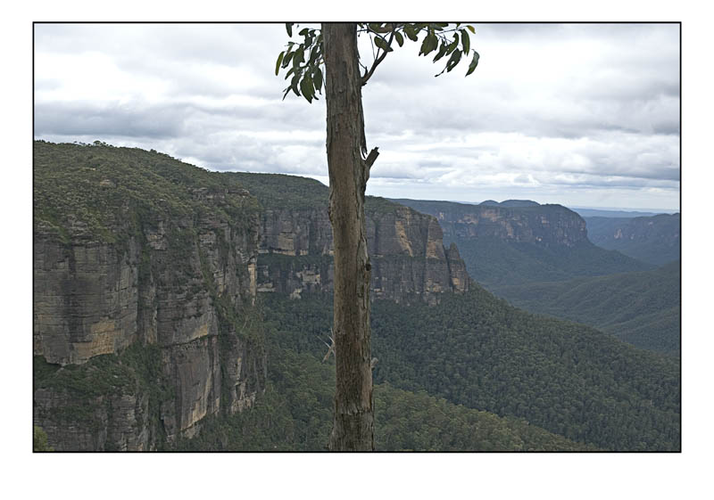 tree.jpg