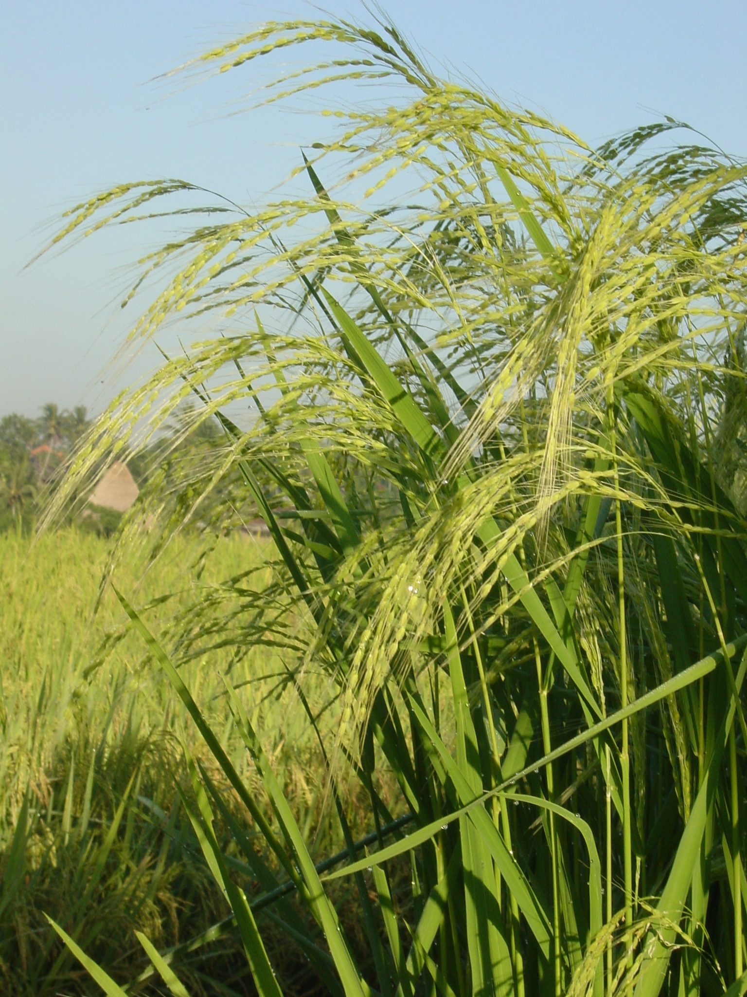 Bali Rice.JPG