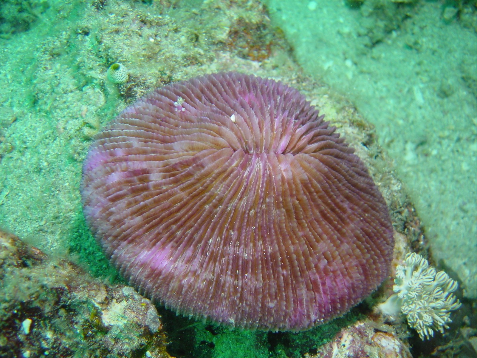 hard coral 1.JPG