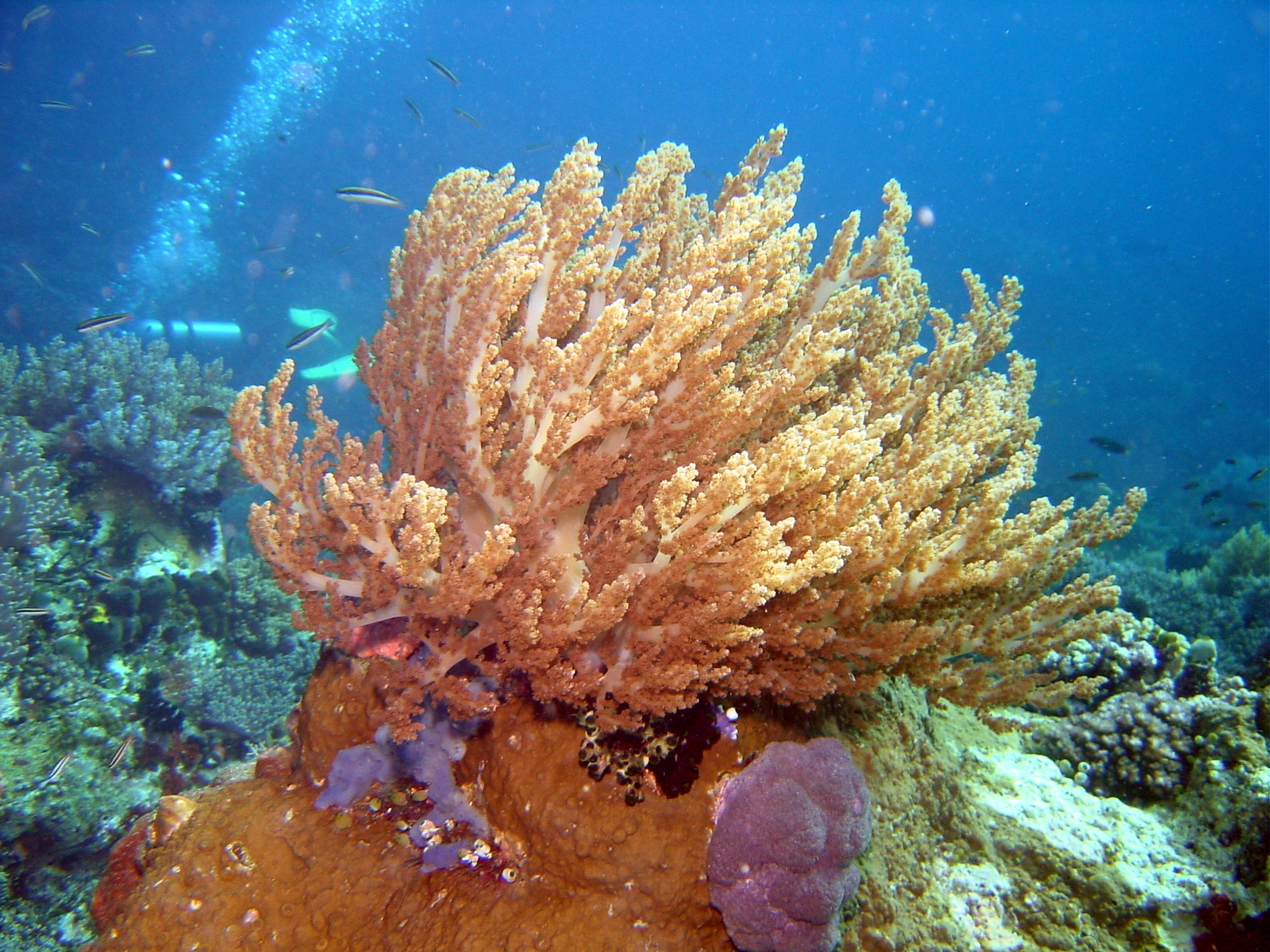 SOFT CORAL2.JPG