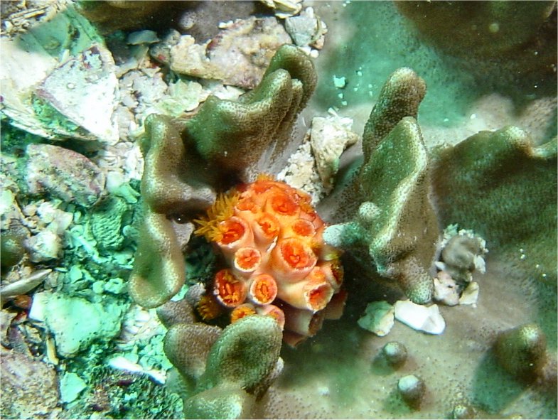 orange cup coral closed.jpg
