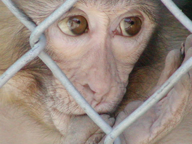 Sad Monkey