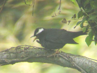 Siberian Thrush