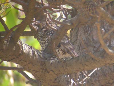 Scaly Thrush