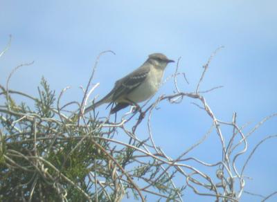 Northern Mockingbird