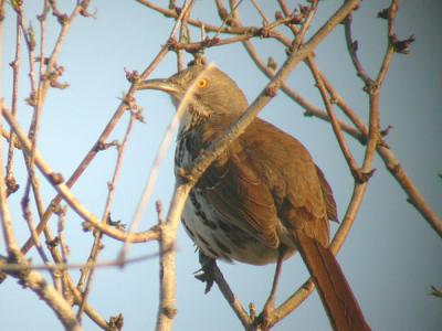 Long-billed Thrasher