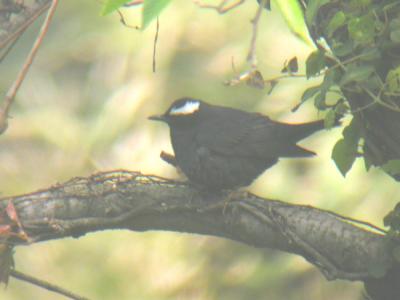 Siberian Thrush