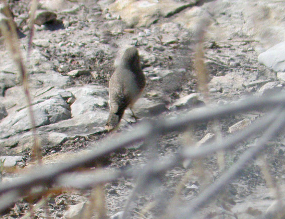 Rock  Wren