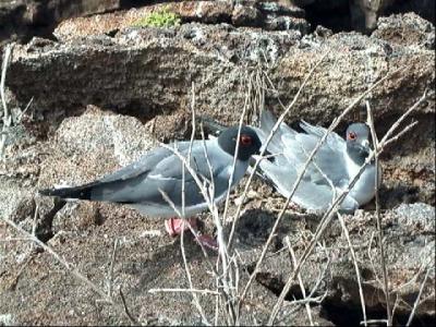 Swallow-tailed Gull