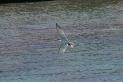 u5/merigan/medium/40974268.IMG_1768_edited.jpg