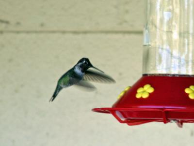 Annas Hummingbird,male