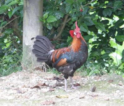 Red Junglefowl,male