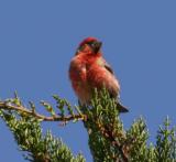 Purple Finch.male