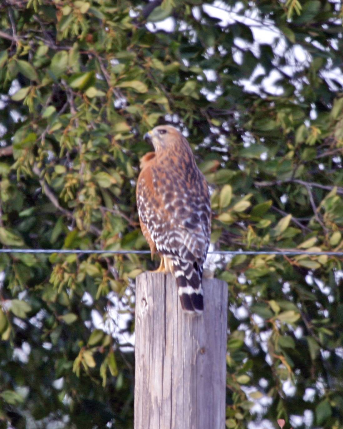 Red-Shouldered Hawk