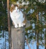 Siberian Cat Martta - Amante's Divertimento