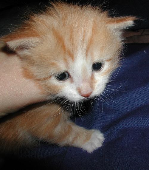 050102tabbyface.jpg