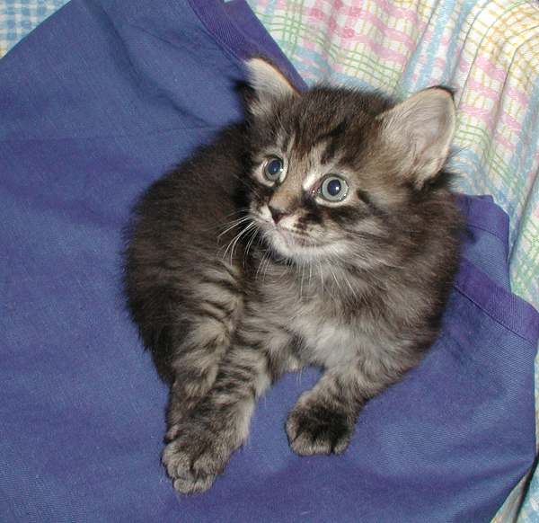 HI, I am Appassionato!  I am a very passionate Siberian kitten. Hei, nimeni on Appassionato.