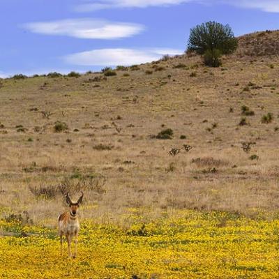 Pronghorn Antelope2