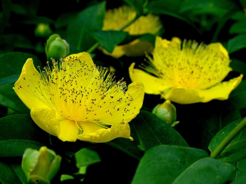 Hypericum calycinum