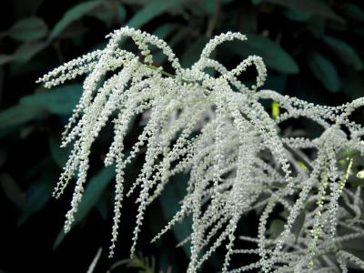 Aruncus dioicus