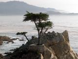 Lone Cypress, Pebble Beach, CA