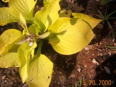 Hosta 'Golden Prayers.'