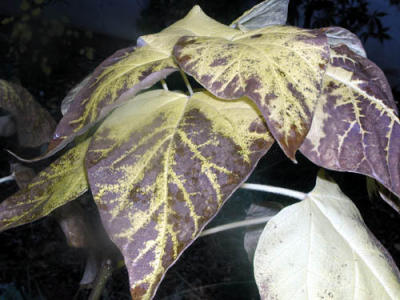 Catalpa leaves in fall.