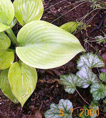 Hosta 'Sum and Substance.'